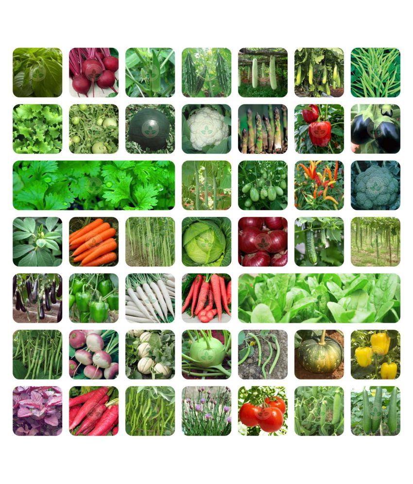 Home Gardening Combo Pack of Vegetable Seeds (45+ Variety ...
