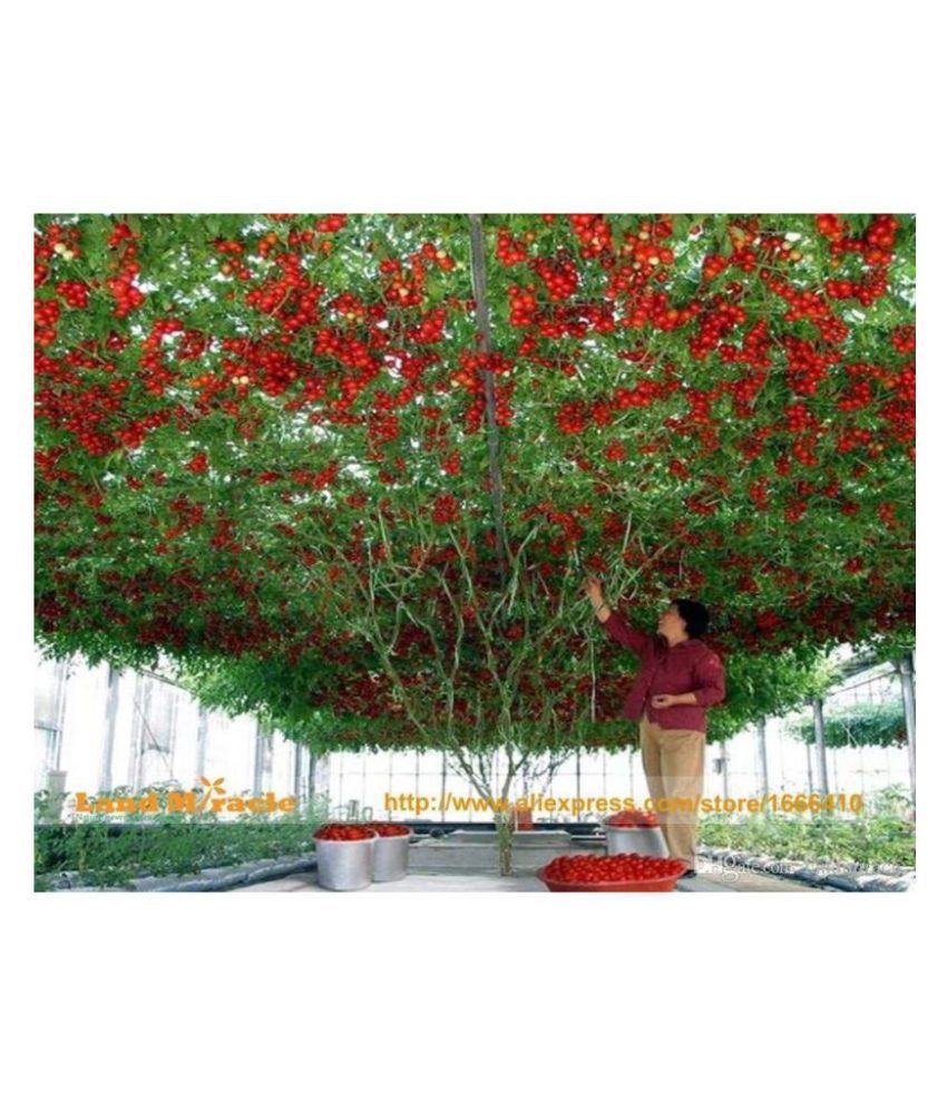     			STOREFLIX- Hybrid Indian Climbing Tomato 100 Seeds WITH MANUAL