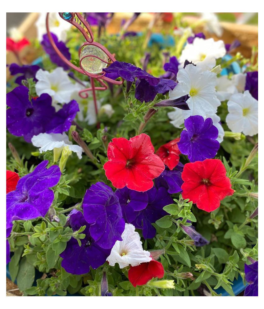     			Mixed High Quality Petunia -20 Seeds Per Pack