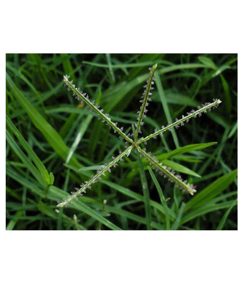 Urancia® Doob ghaas durva Bahama grass Indian couch Cynodon dactylon