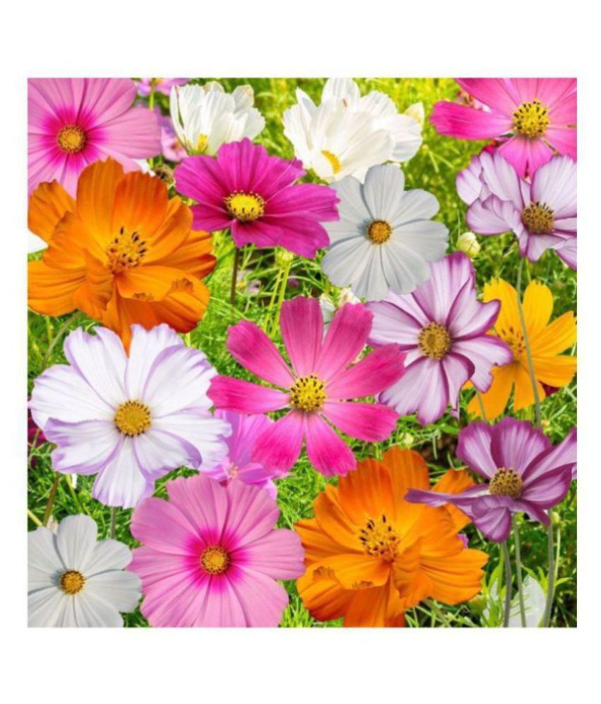 Cosmos flower plant information