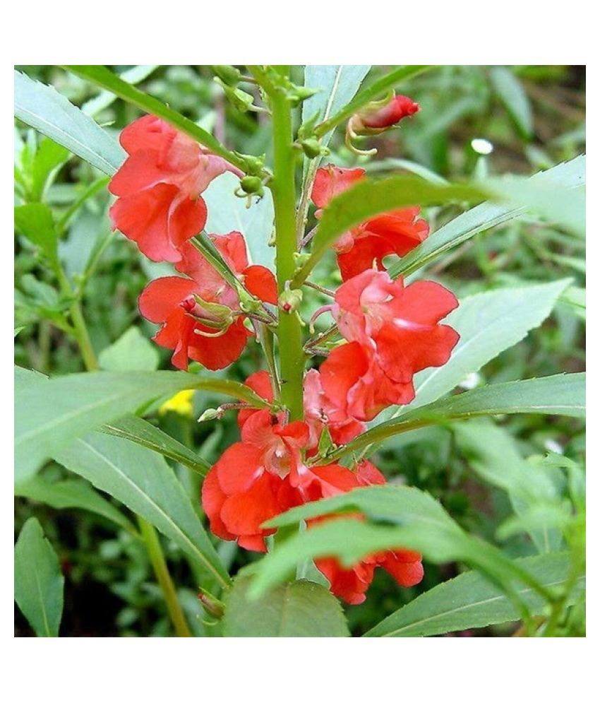 Balsam Gulab Desi Rose Flower Seeds for Garden: Buy Balsam ...