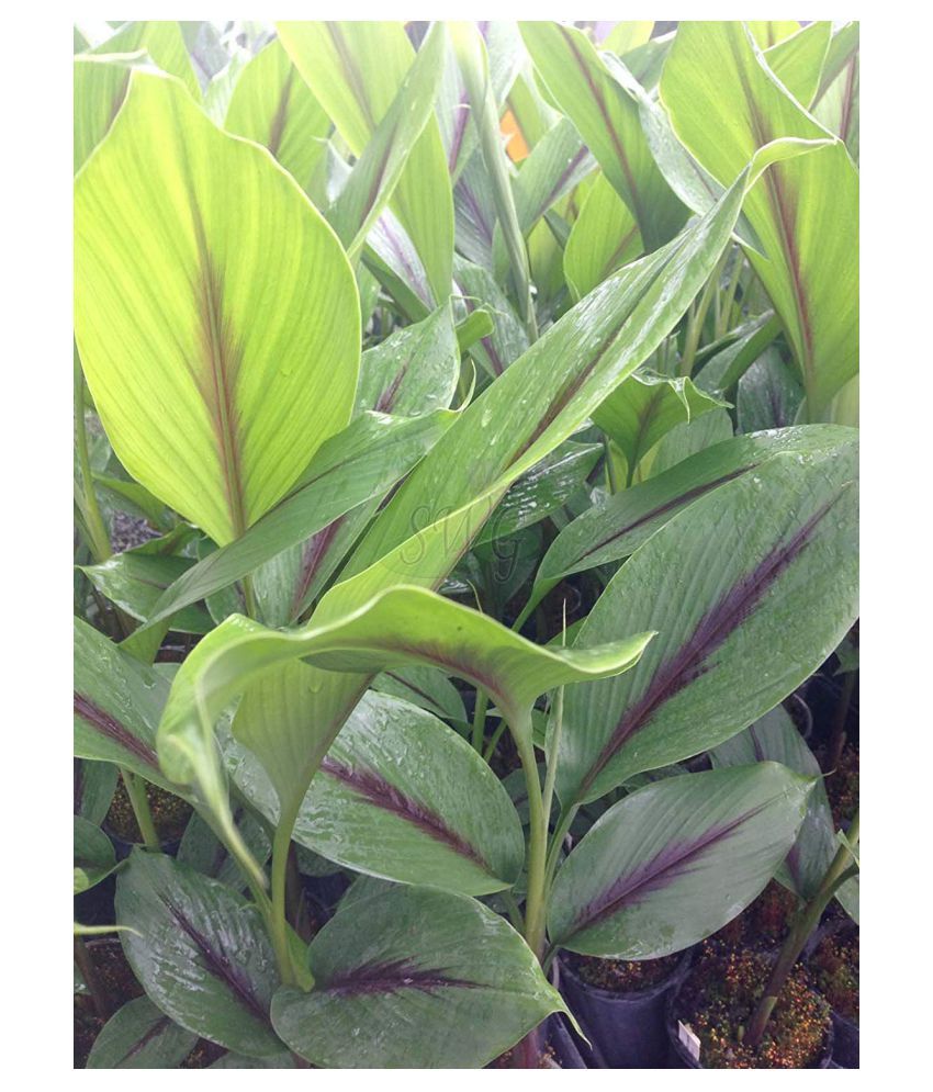 Kapebonavista Kali Haldi Nar Kachura Krishna Haridra Plant Herbs Buy solved-current-attempt-in-progress-the-chalet-inc-is-a-chegg
