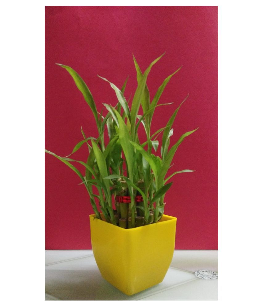 GREEN - HOMES 2 Layer Lucky Bamboo Plant, YELLOW Pot & 2 ...