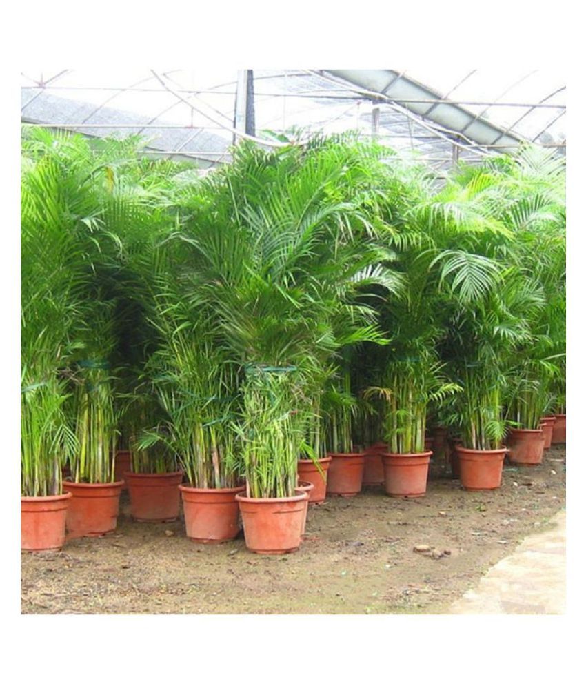 Palm Seeds (Areca 300 Grms) Indoor & Outdoor Plant Best Household