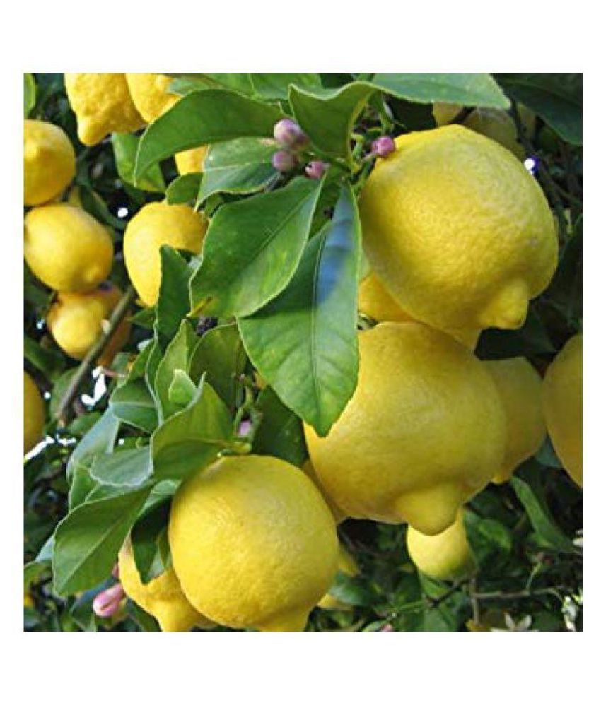     			tamilnadu organic lemon fruit seeds