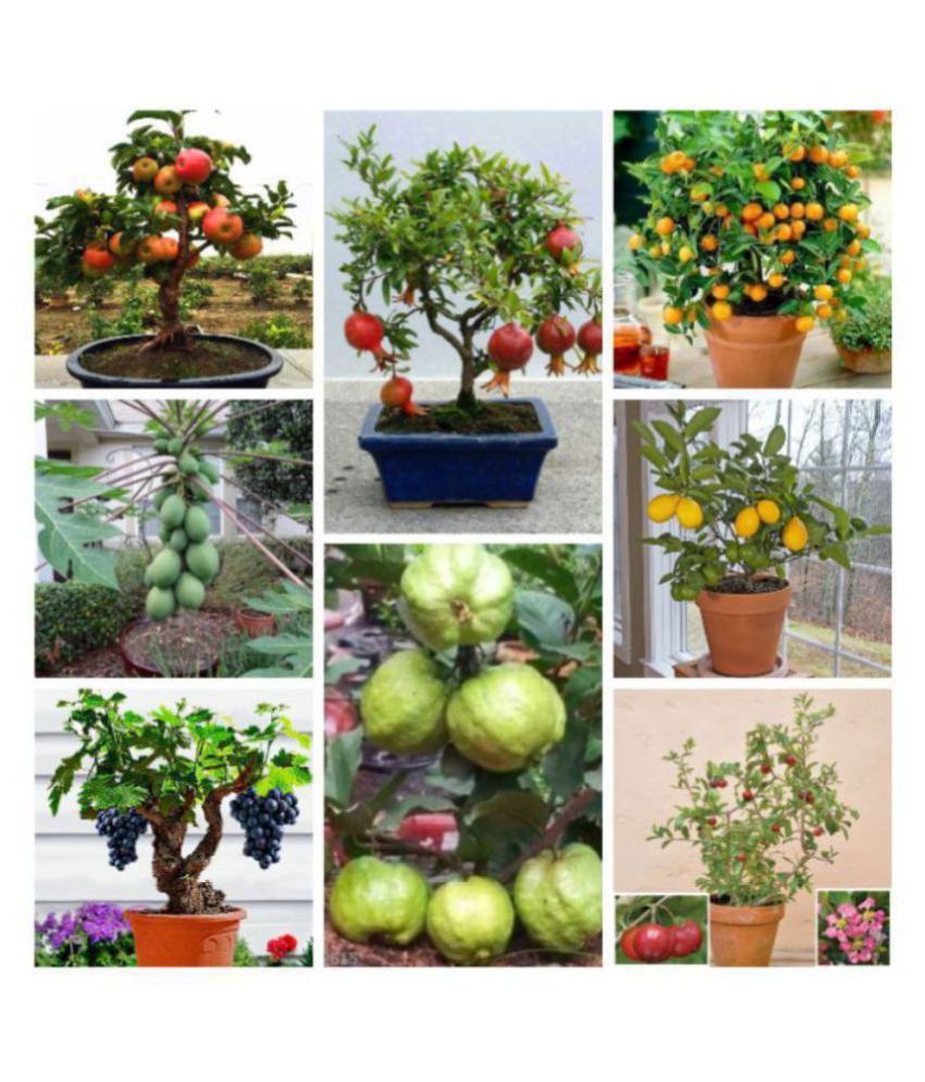     			Bonsai Suitable Fruit Seeds Mega Combo 35 SEED( Orange, Lemon, Guava, Grapes, Papaya, Pomegranate) + Instruction Manual