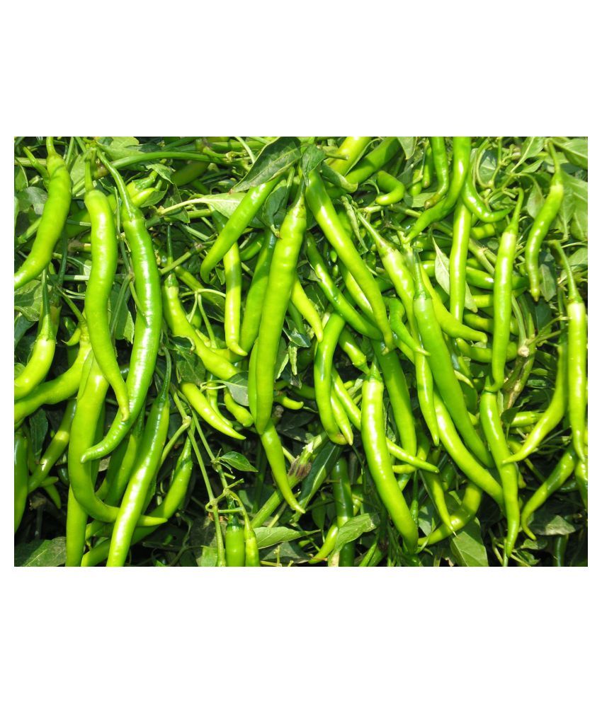 Green World Arka Harita Chilli Mirchi Seeds 20 Seeds Buy Green World Arka Harita Chilli Mirchi Seeds 20 Seeds Online At Low Price Snapdeal