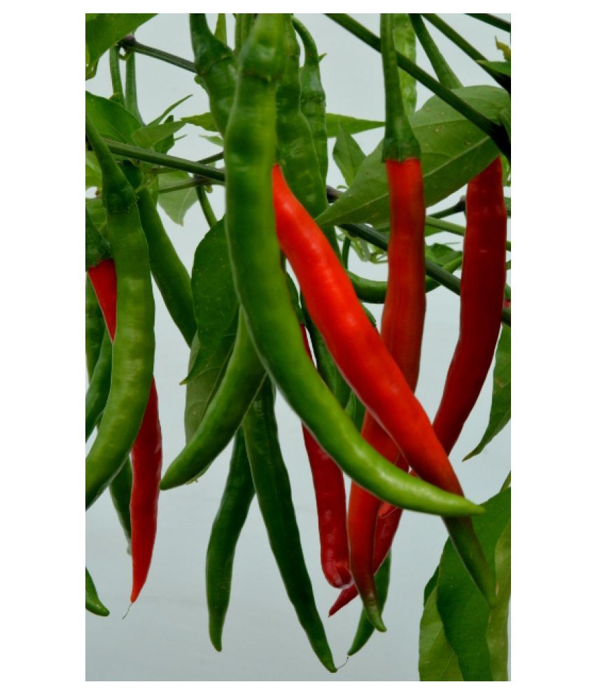 Green World Arka Harita Chilli Mirchi Seeds 50 Seeds Buy Green World Arka Harita Chilli Mirchi Seeds 50 Seeds Online At Low Price Snapdeal