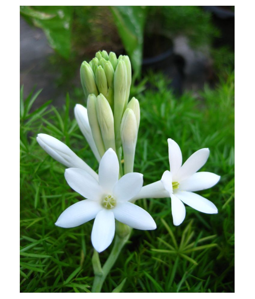 Rajnigandha Flower Hd Pic Best Flower Site