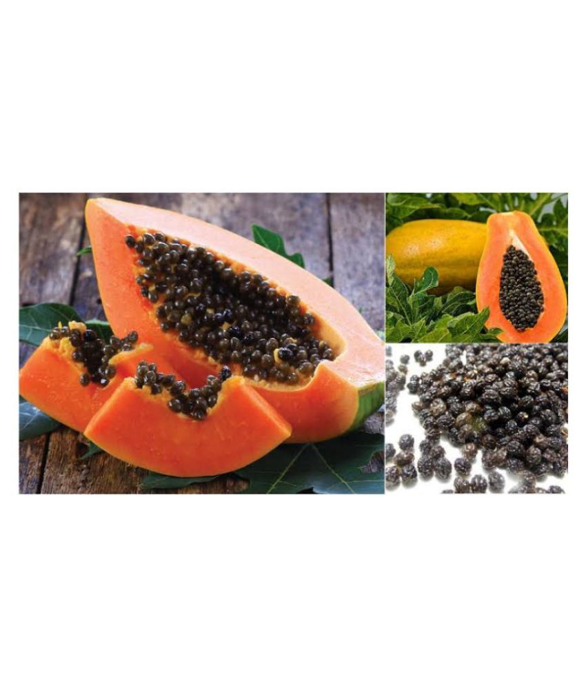 PAPAYA SEED Honey Dew Papaya organic seeds (50 per packet) Buy