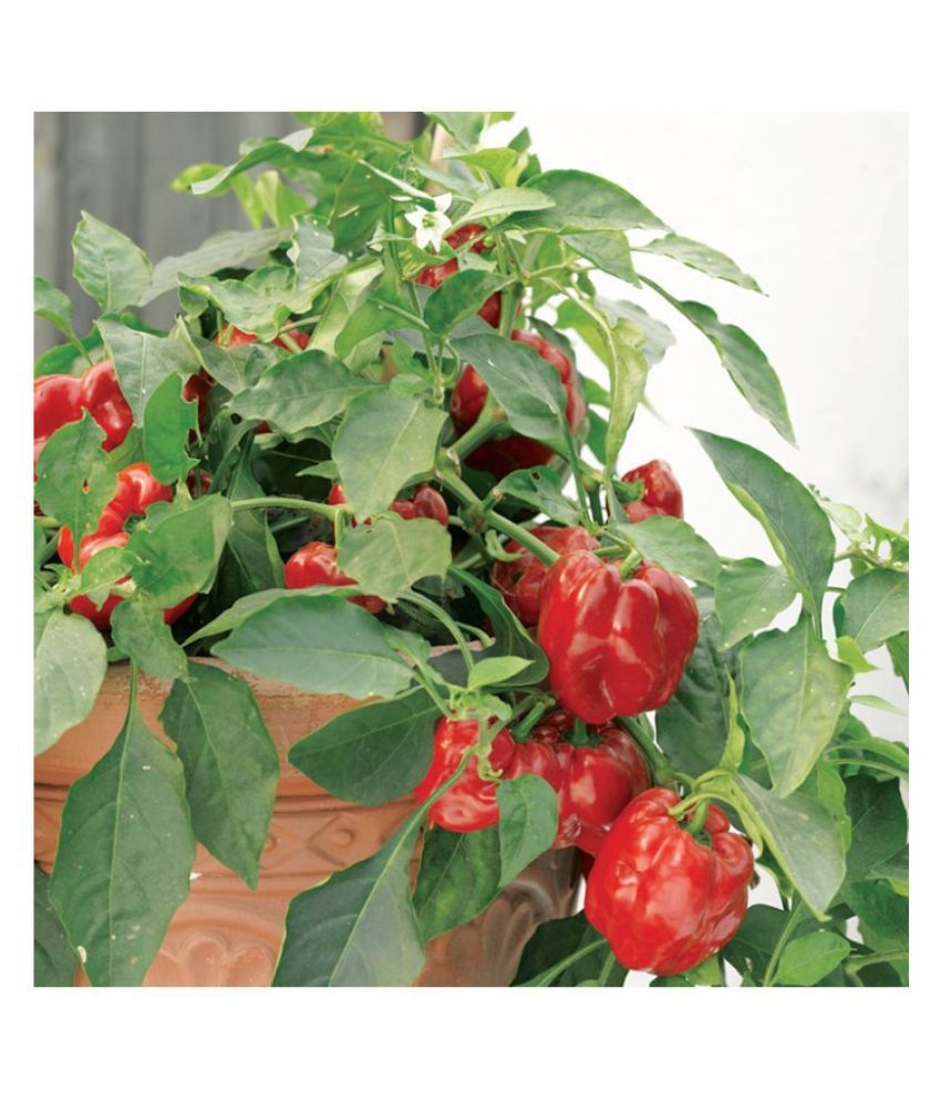 Capsicum Red Bell Pepper High Germination Vegetables Seeds Pack Of