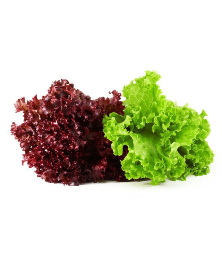     			Combo of Red & Green Lettuce Premium Seeds for Home Garden (Red Lettuce 50 Seeds & Green Lettuce 50 Seeds)