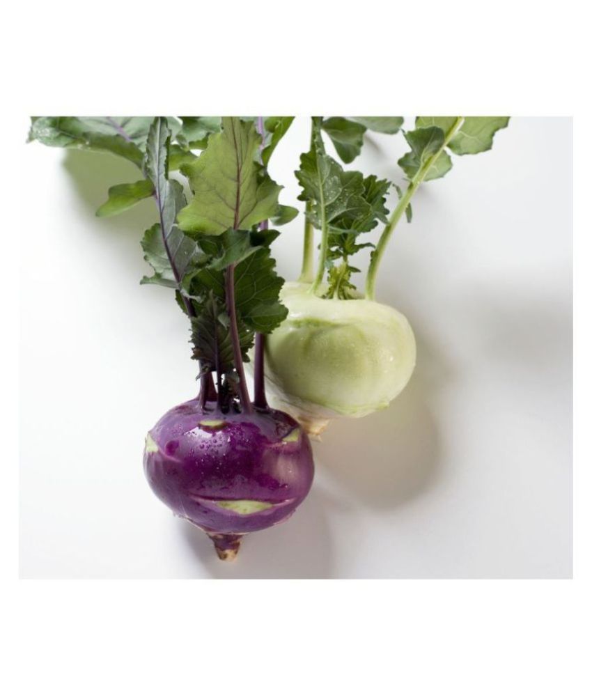 Combo of Vegetables Seeds (Green German Turnip 50 Seeds & Purple German