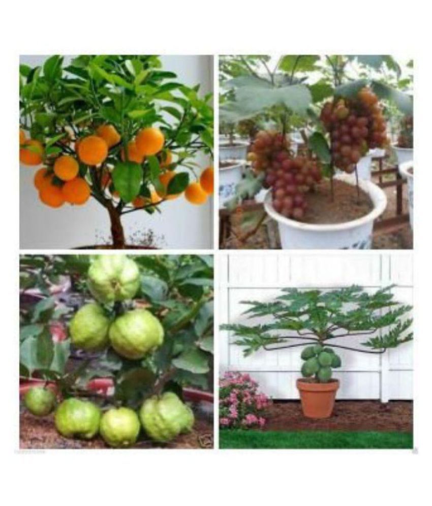     			Dwarf Fruit Seeds Garden Combo #4- Orange, Guava, Grapes, Papaya Seeds