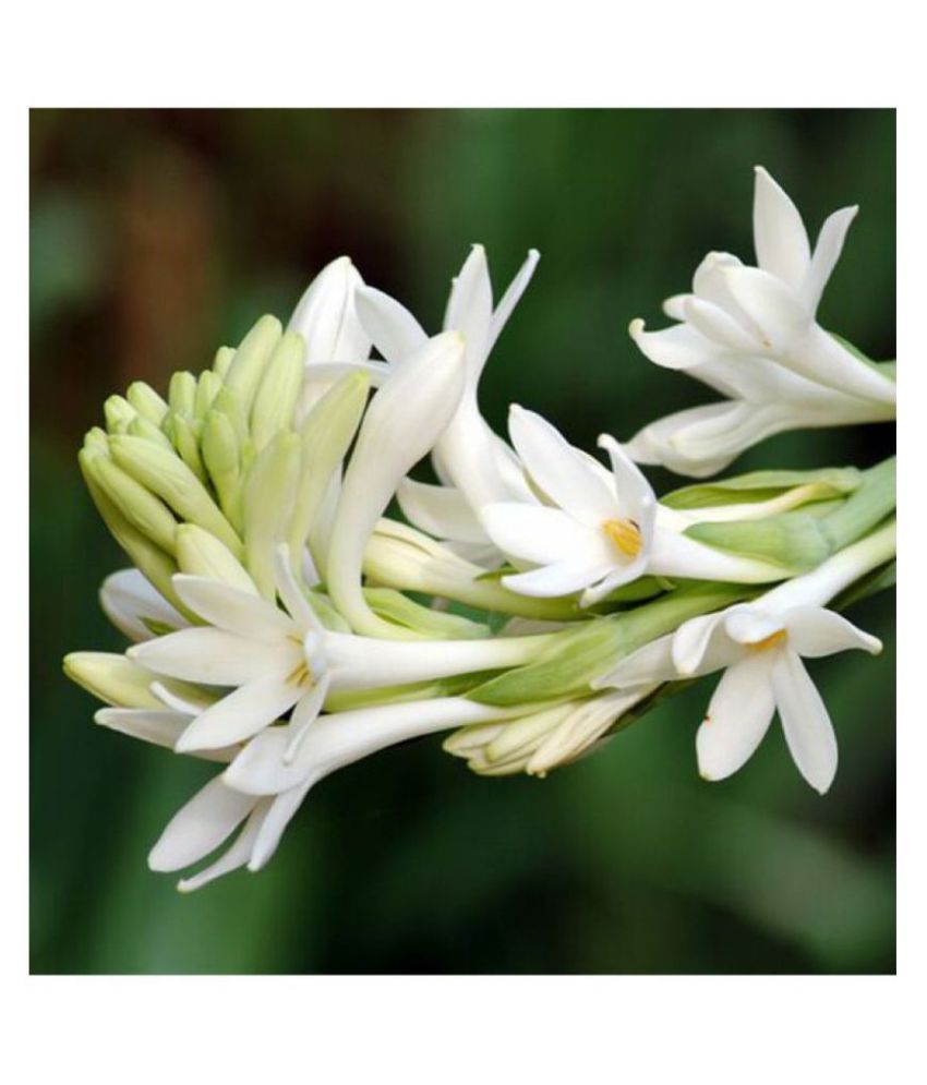Fragrant Flower Bulbs of Polianthes Tuberose Rajinigandha 10 Bulbs