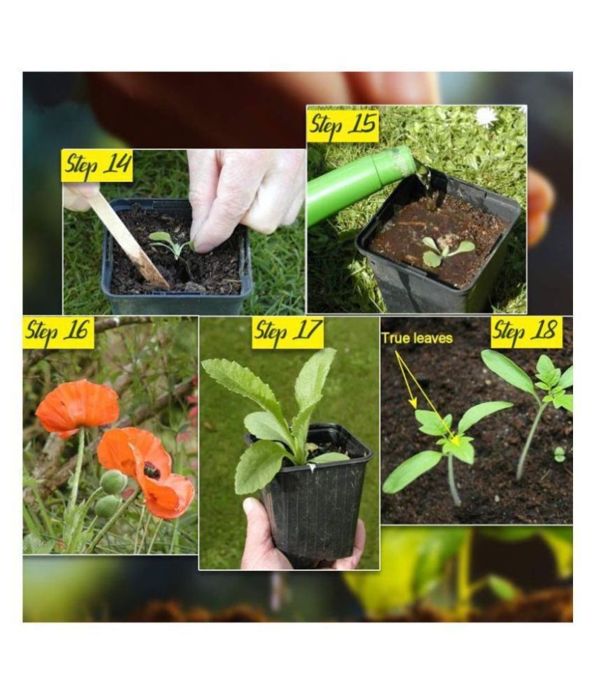 Home Garden Flower Vegetable Seeds Combo (Vegetable Seeds 45+ Variety