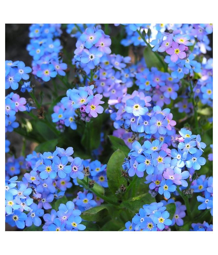 Forget Me Not Myosotis Flower Seeds For Garden Buy Forget Me Not Myosotis Flower Seeds For Garden Online At Low Price Snapdeal Forget Me Not Myosotis Flower Seeds For Garden Buy Forget Me Not Myosotis Flower Seeds For Garden Online At Low Price Snapdeal