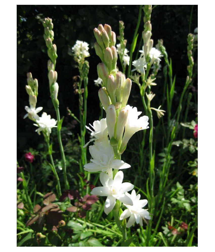 Indian Gardening Single Polianthes Tuberosa Single Flowering Tuberose