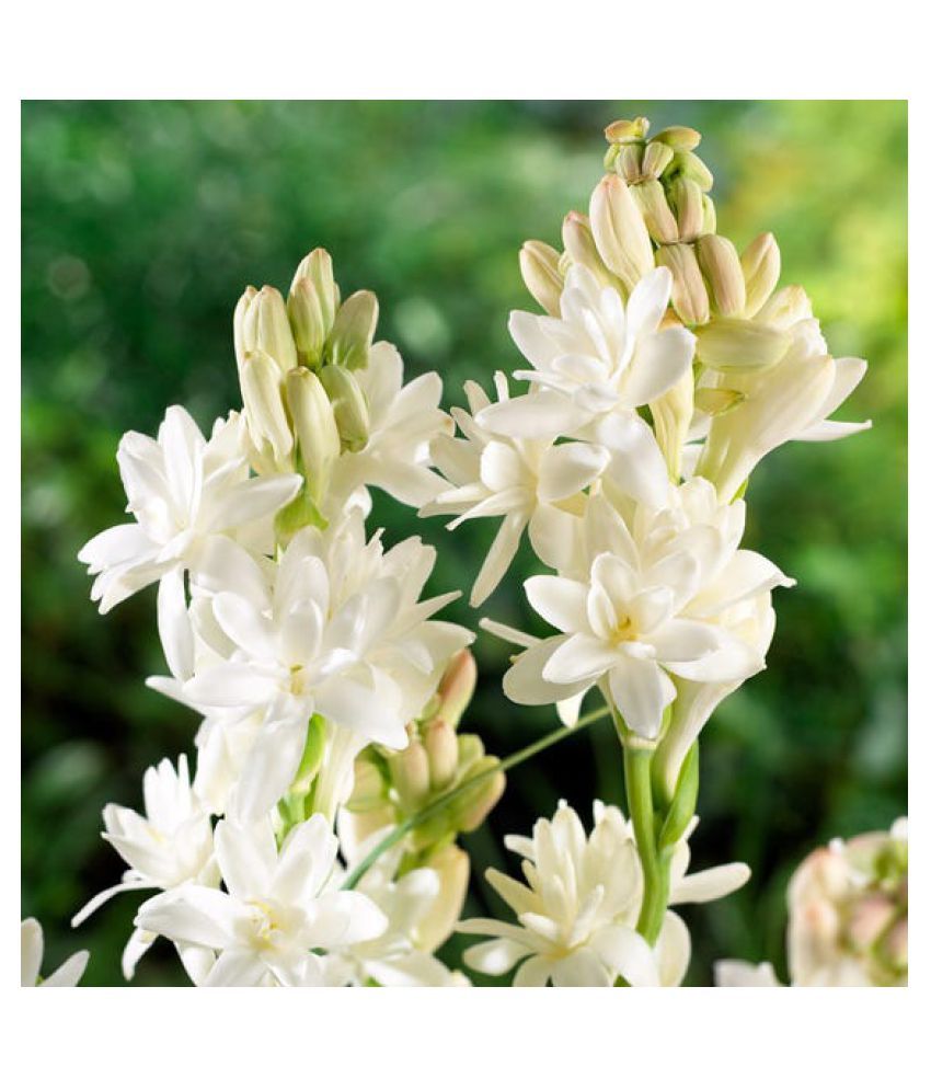 Tuberose, (Polianthes tuberosa), perennial garden plant of the