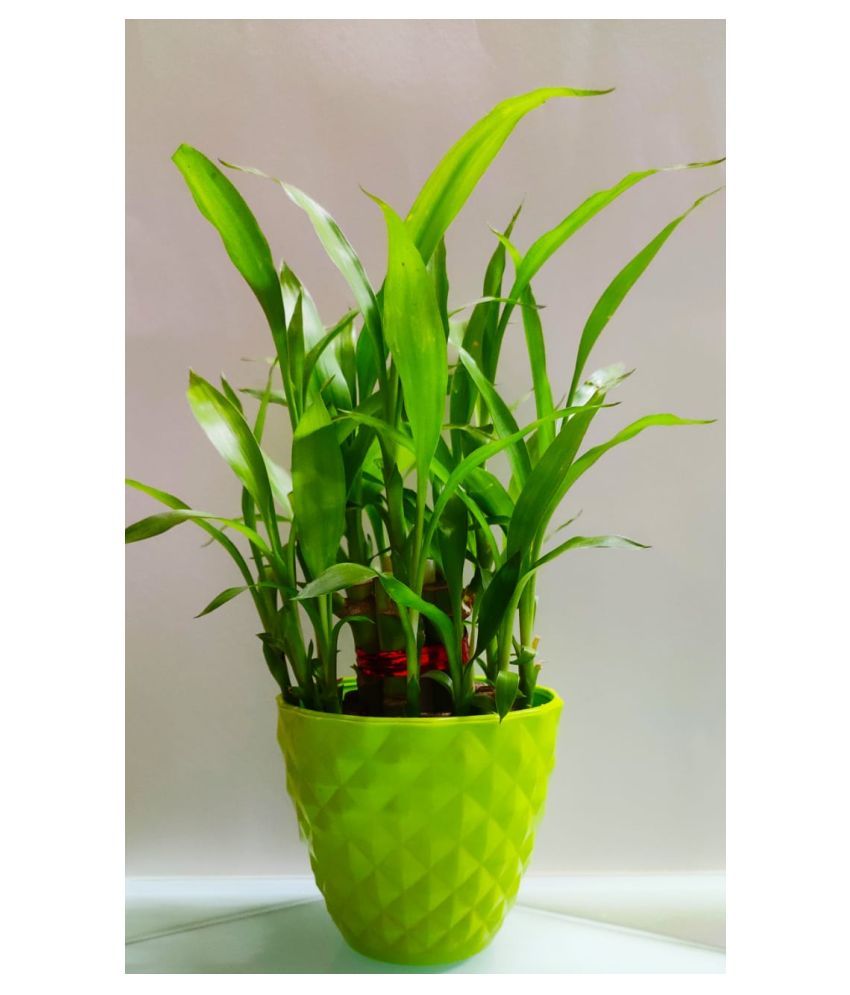 GREEN HOMES 2 Layer Lucky Bamboo Plant with GREEN Pot