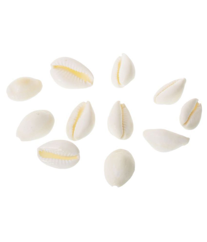     			Kesar Zems Stone Natural Laxmi Cowry (6 cm x 5 cm x 1 cm, White, Pack of 11)