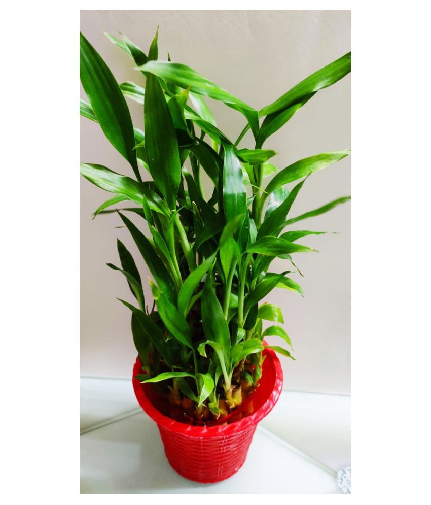 GREEN HOMES 3 Layer Lucky Bamboo Plant with RED Pot