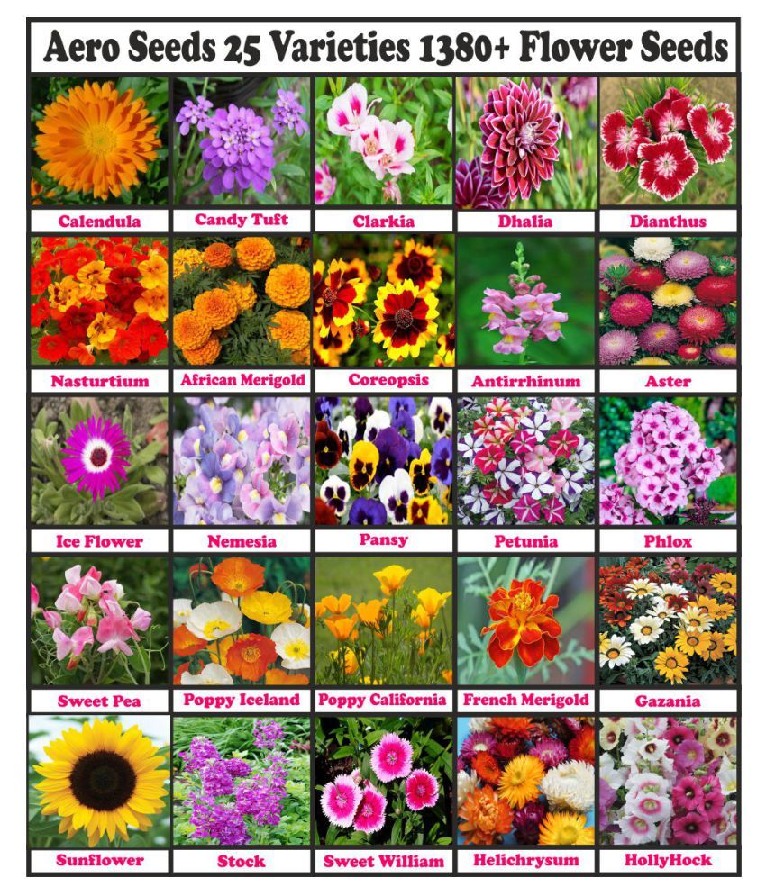 Aero Seeds 25 Varieties of Flower 1380+ Seeds Combo For Your Garden ...