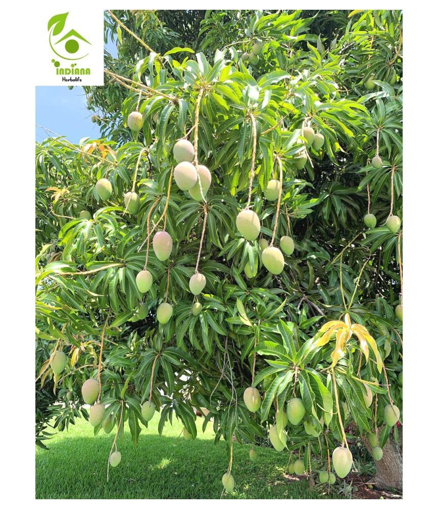 Indiana Herbalife Outdoor Fruit & Fruit Plant: Buy Indiana Herbalife  Outdoor Fruit & Fruit Plant Online at Low Price - Snapdeal