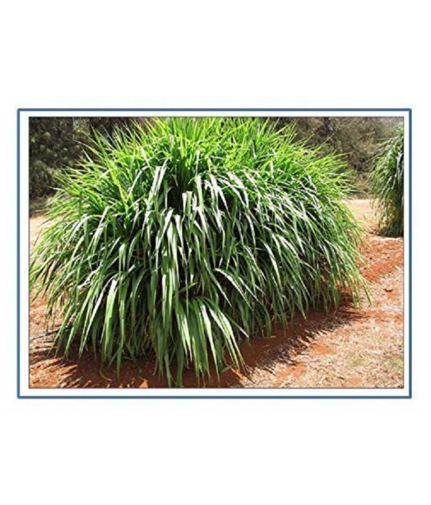 Forest Development Napier Grass Seeds, Elephant Grass Seeds, Pennisetum