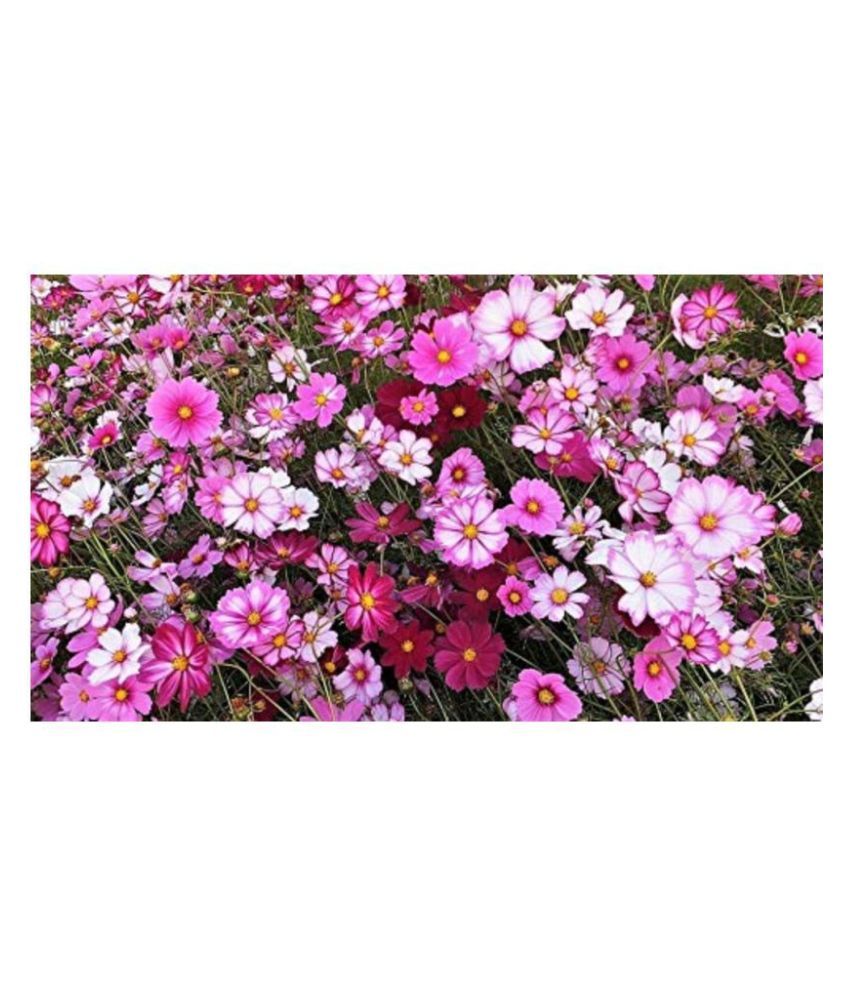     			SHOP 360 GARDEN COSMOS SENSATION GIANT MIXED FLOWER SEEDS - PACK OF 50 SEEDS