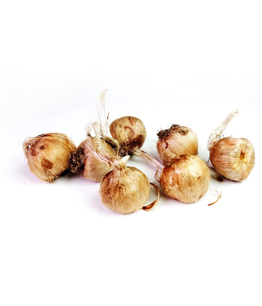 GREEN WORLD KASHMIRI SAFFRON BULB / KESAR / ZAFRAN / CROCUS CORM (20