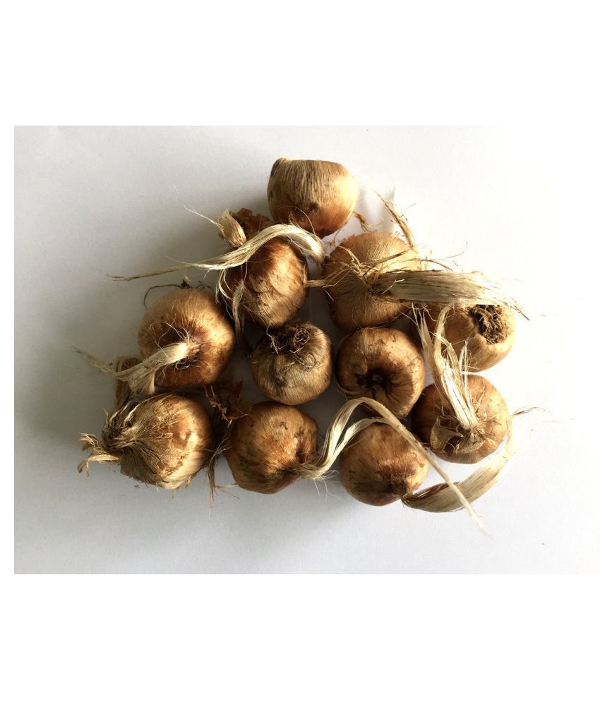 GREEN WORLD KASHMIRI SAFFRON BULB / KESAR / ZAFRAN / CROCUS CORM (5