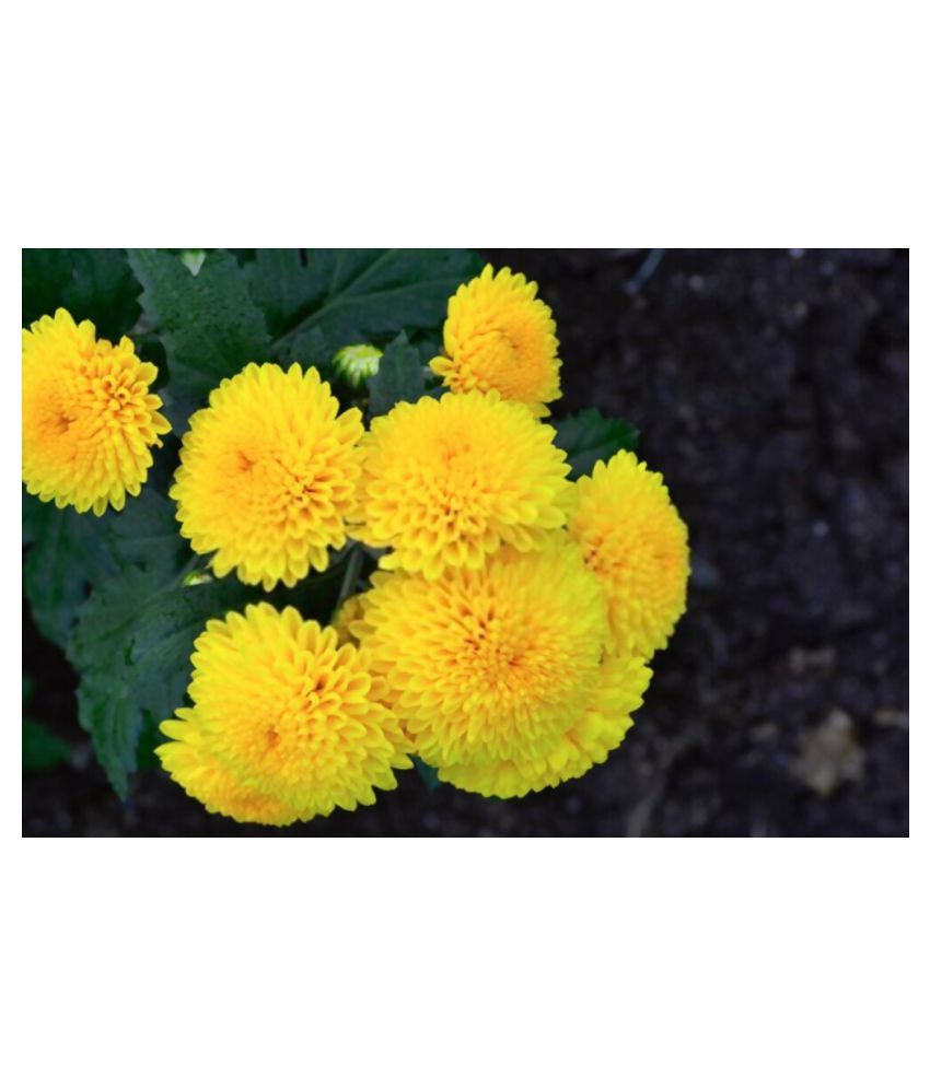 African Marigold Rare Flower Seeds High Quality Pack Of 100 Seeds Buy African Marigold Rare Flower Seeds High Quality Pack Of 100 Seeds Online At Low Price Snapdeal