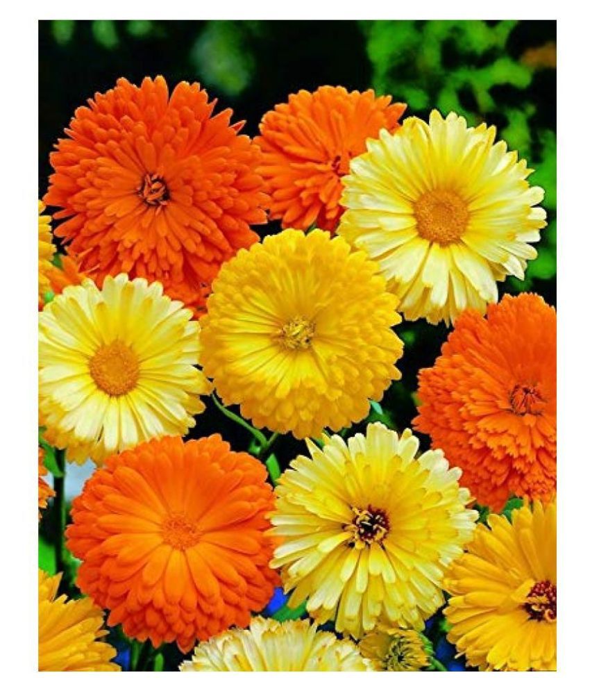 Calendula Double Mixed Flower Seeds: Buy Calendula Double Mixed Flower  Seeds Online at Low Price - Snapdeal