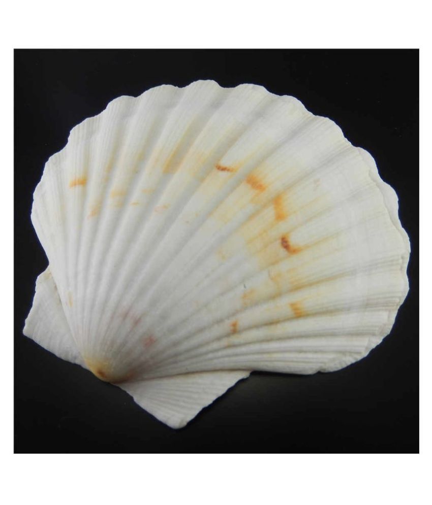 Seva Sea Scallop Shells Natural Scallops Sea Shell 2 Pcs Buy Seva Sea Scallop Shells Natural