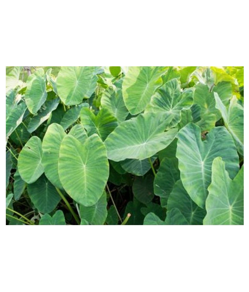 Saraswati Gardens 20 Bulbs of Colocasia Esculenta
