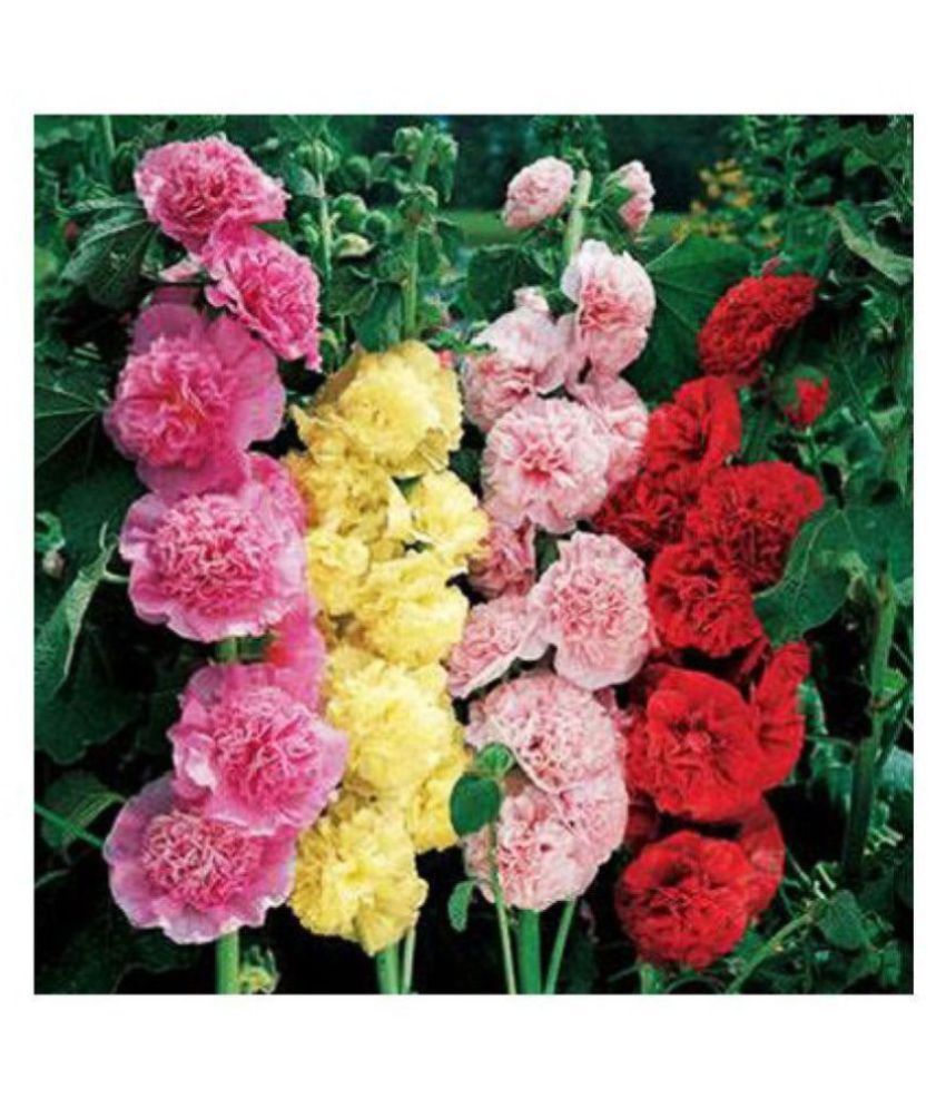     			Easy Gardening - Hollyhock Flower Colours : white, pink, magenta and burgundy Seeds