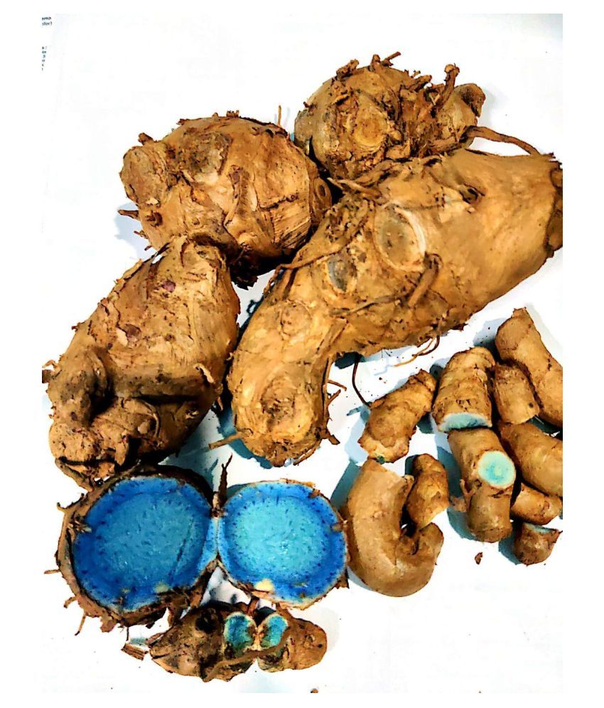 Farm Fresh Kali Haldi Black Turmeric For Plantation 7Pcs Recent Harvest