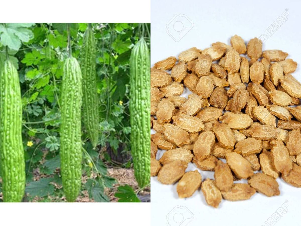     			15 Seeds of High Yield Bitter Gourd Pali F1 Hybrid Green Long for Terrace Balcony Kitchen Poly House Gardening