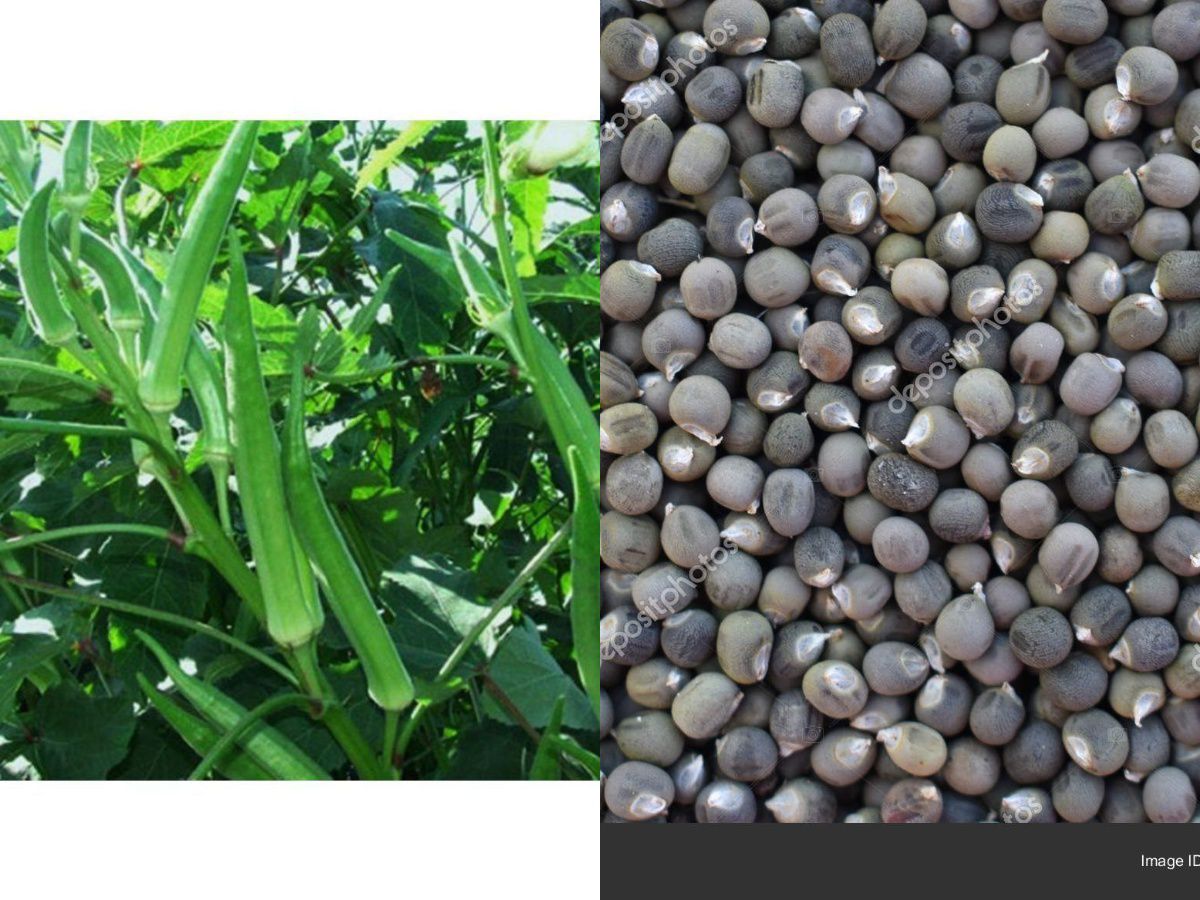     			Lady Finger or Bhindi Hybrid F1 SUPREME (II) Seeds for Terrace Kitchen Balcony Gardening