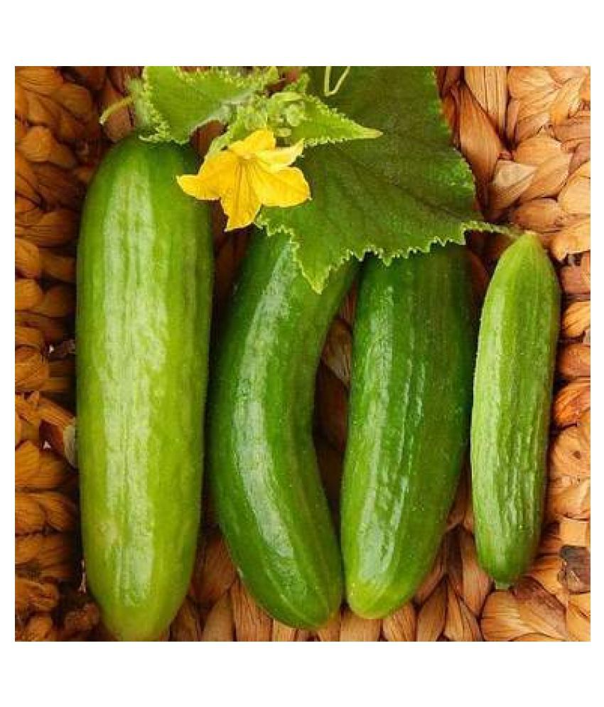     			Cucumber Beit Alpha - Vegetable Seeds