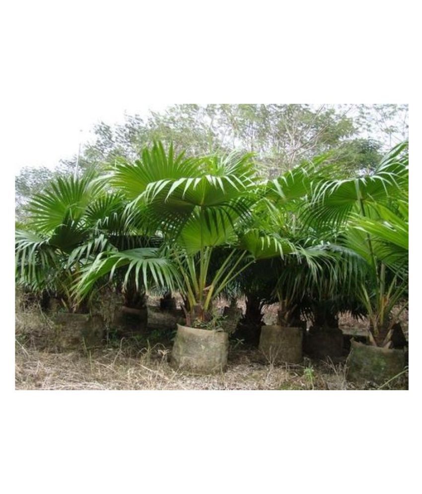 CHINA PALM Indoor Plant (Pack of 1Living Plant) Buy CHINA PALM Indoor