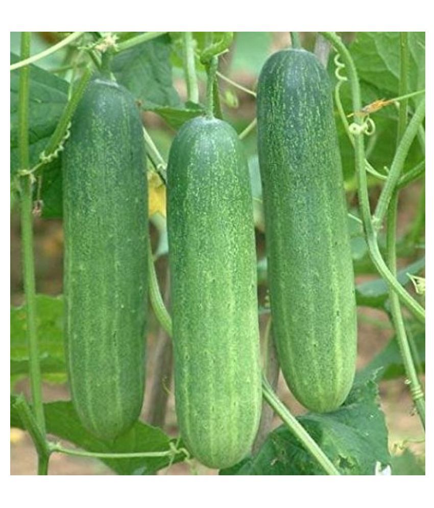 Iris F1 Hybrid Vegetable Seeds Combo of Cabbage (Euro60) and Cucumber