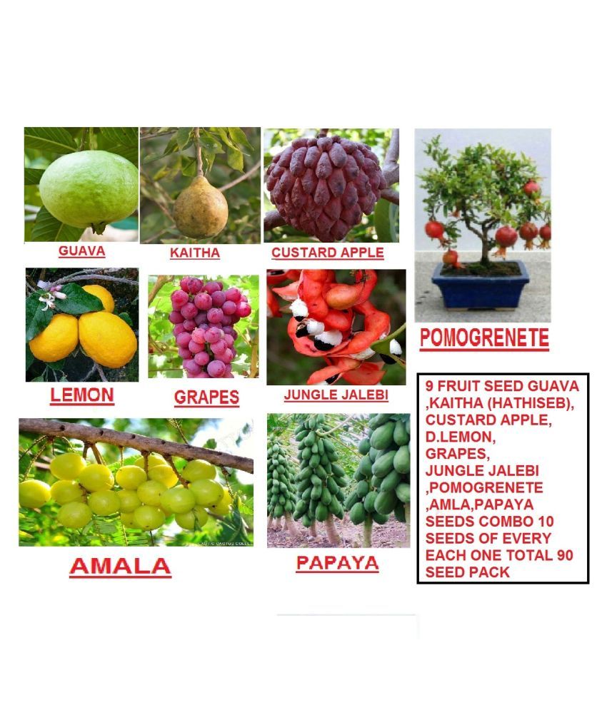     			9 FRUIT SEEDS MEGA COMBO (AMLA, PAPAYA, GRAPES, POMOGRENETE, GUAVA, CUSTARD APPLE, LEMON, KAITHA, JUNGLE JALEBI) 10 SEEDS OF EACH | PACK OF 90 SEEDS WITH INSTRUCTION MANUAL