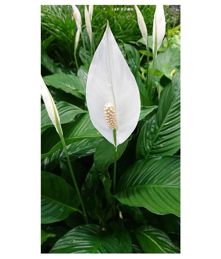 Buy peace lily plant near me information