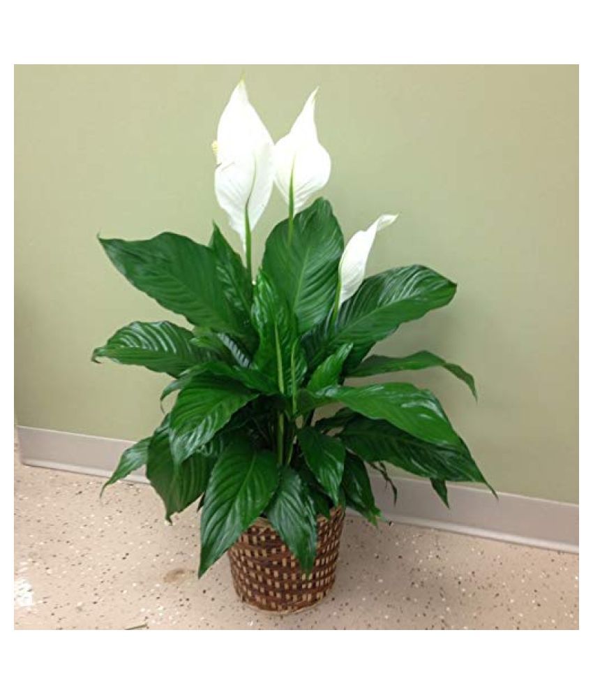 Peace lily plant for good luck and properity Buy Peace