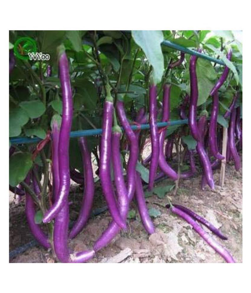     			African Hybrid Brinjal/Eggplant Vegetable (50 seeds) with growing cocopeat