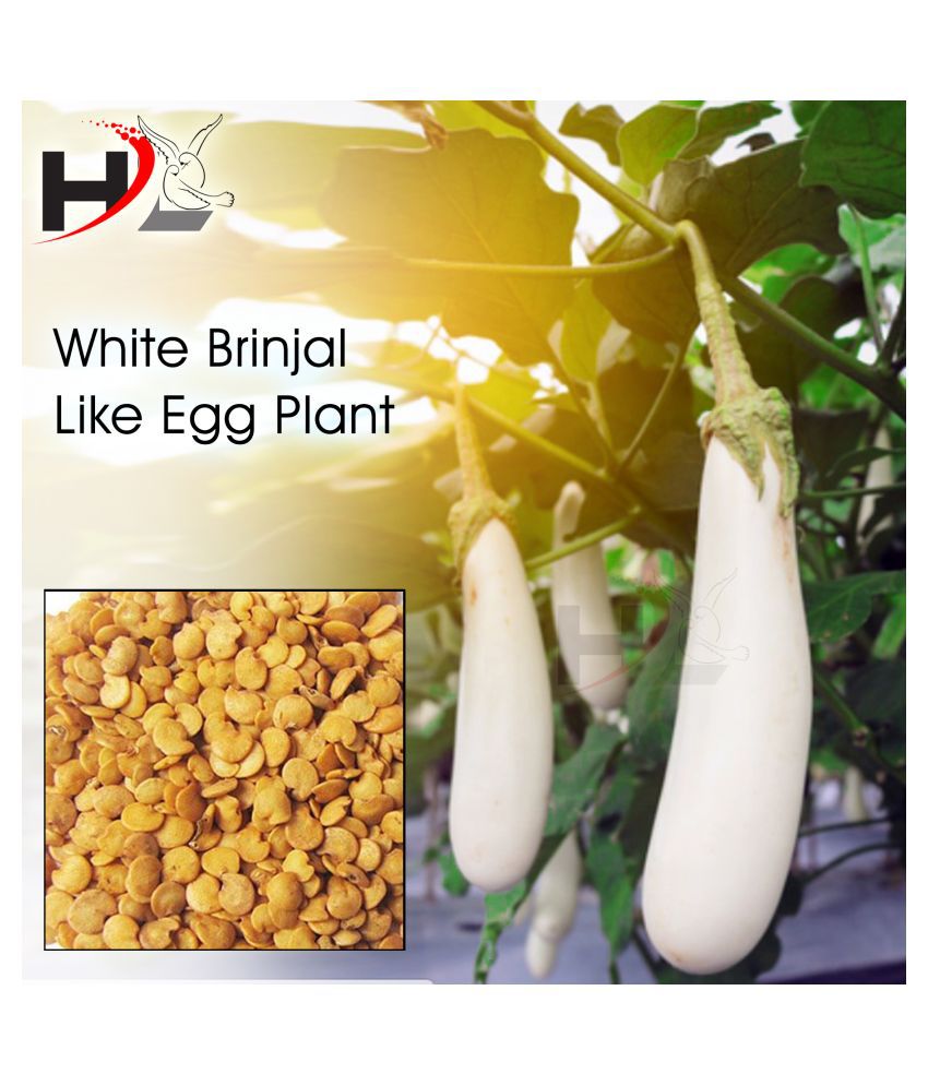     			HL. Brinjal White long vegetable seeds (100% Working) White Brinjal seeds