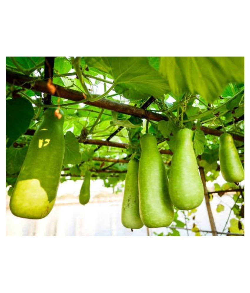 bottle-gourd-long-seeds-buy-bottle-gourd-long-seeds-online-at-low